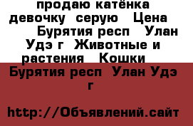 продаю катёнка девочку  серую › Цена ­ 200 - Бурятия респ., Улан-Удэ г. Животные и растения » Кошки   . Бурятия респ.,Улан-Удэ г.